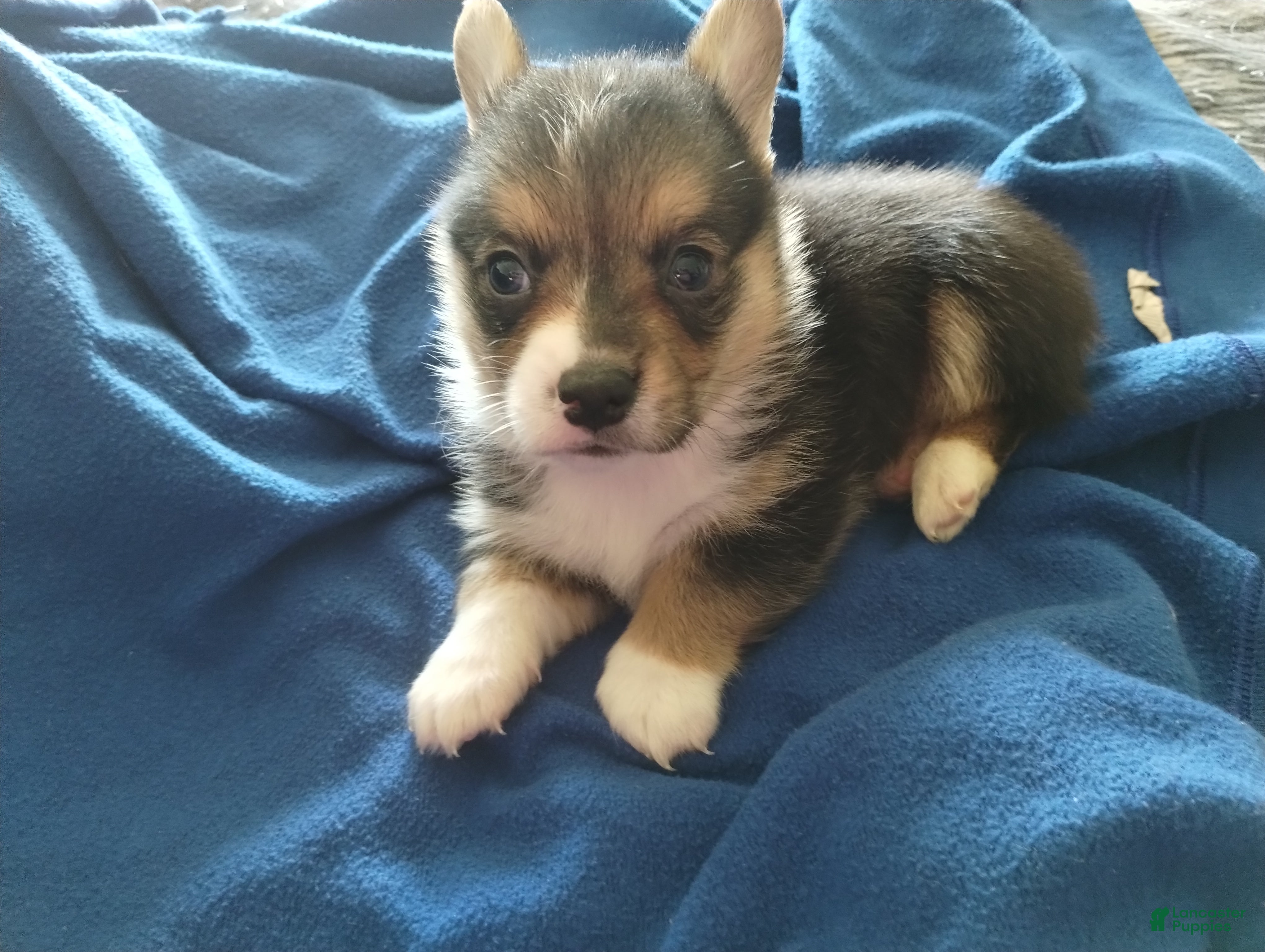 Welsh Corgi Pembroke dogs Welsh Corgi Pembroke Puppy 1 - Ad 8