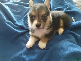 Welsh Corgi Pembroke dogs Welsh Corgi Pembroke Puppy 1 - Ad 8