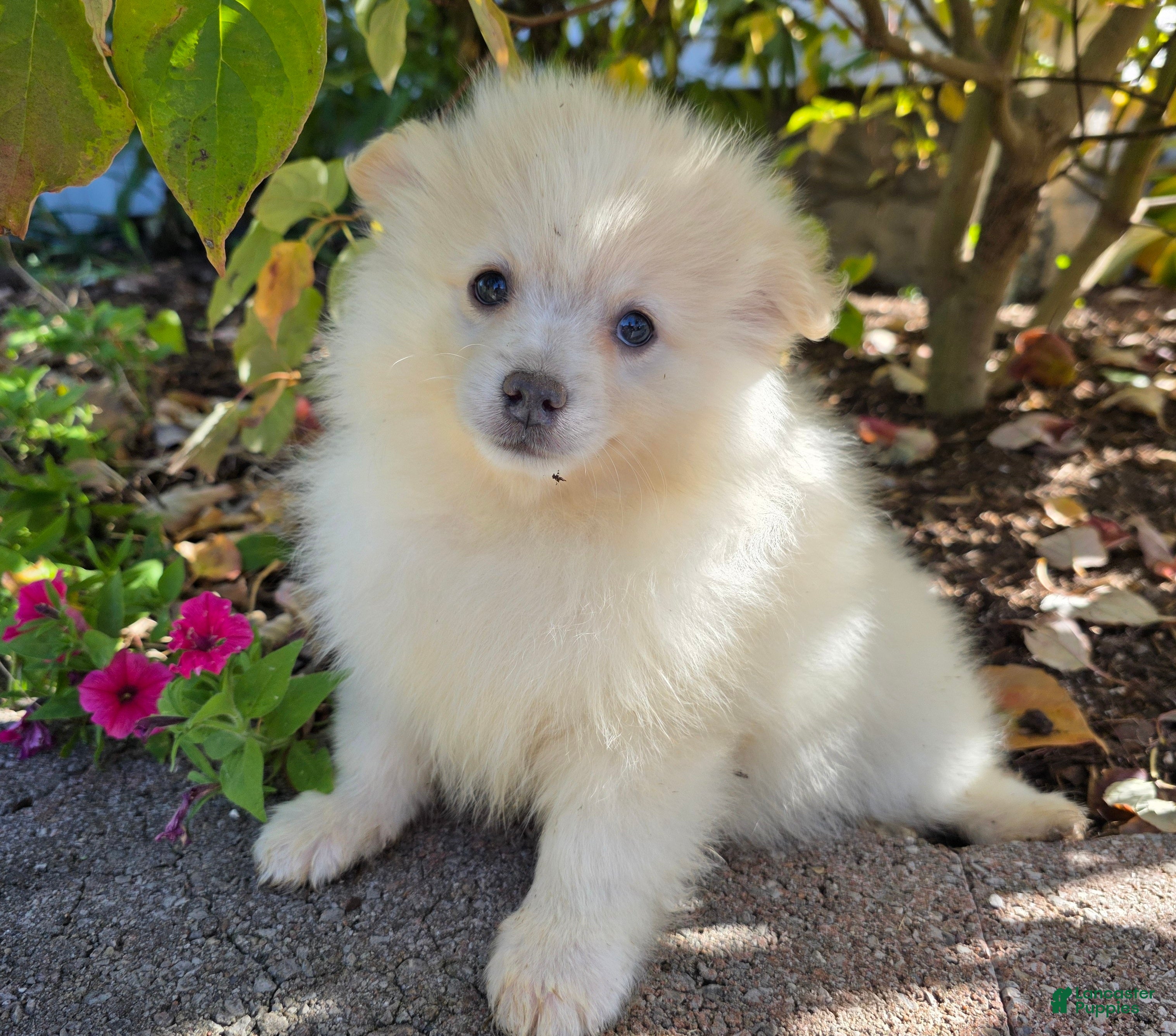 Pomeranian dogs for sale: Slater - Ad 2