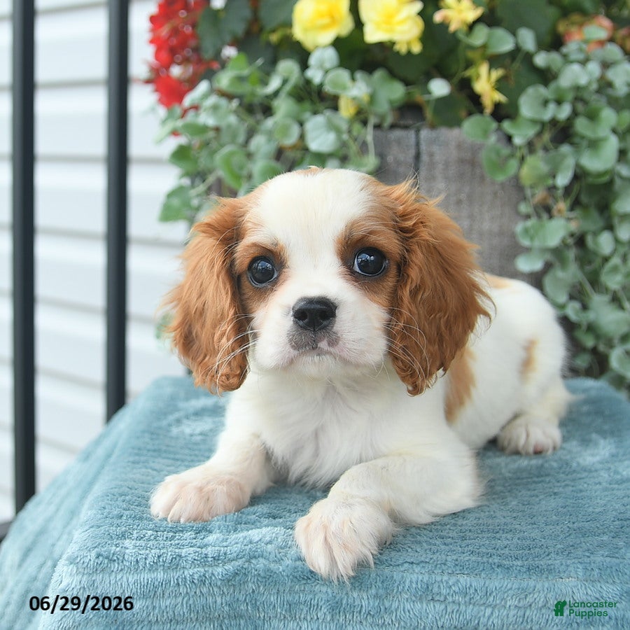 Cavalier King Charles Spaniel dogs Caroline - Ad 2