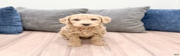 Goldendoodle dogs for sale: Biscuit - Ad 4