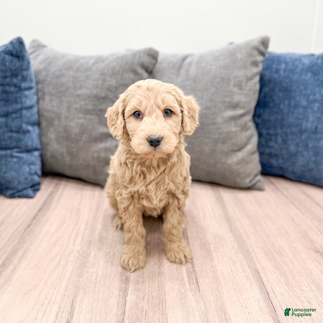 Goldendoodle dogs for sale: Biscuit - Ad 4