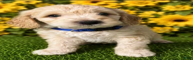 Blue collar Collar