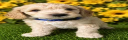 Aussiedoodle dogs for sale: Blue collar Collar - Ad 1