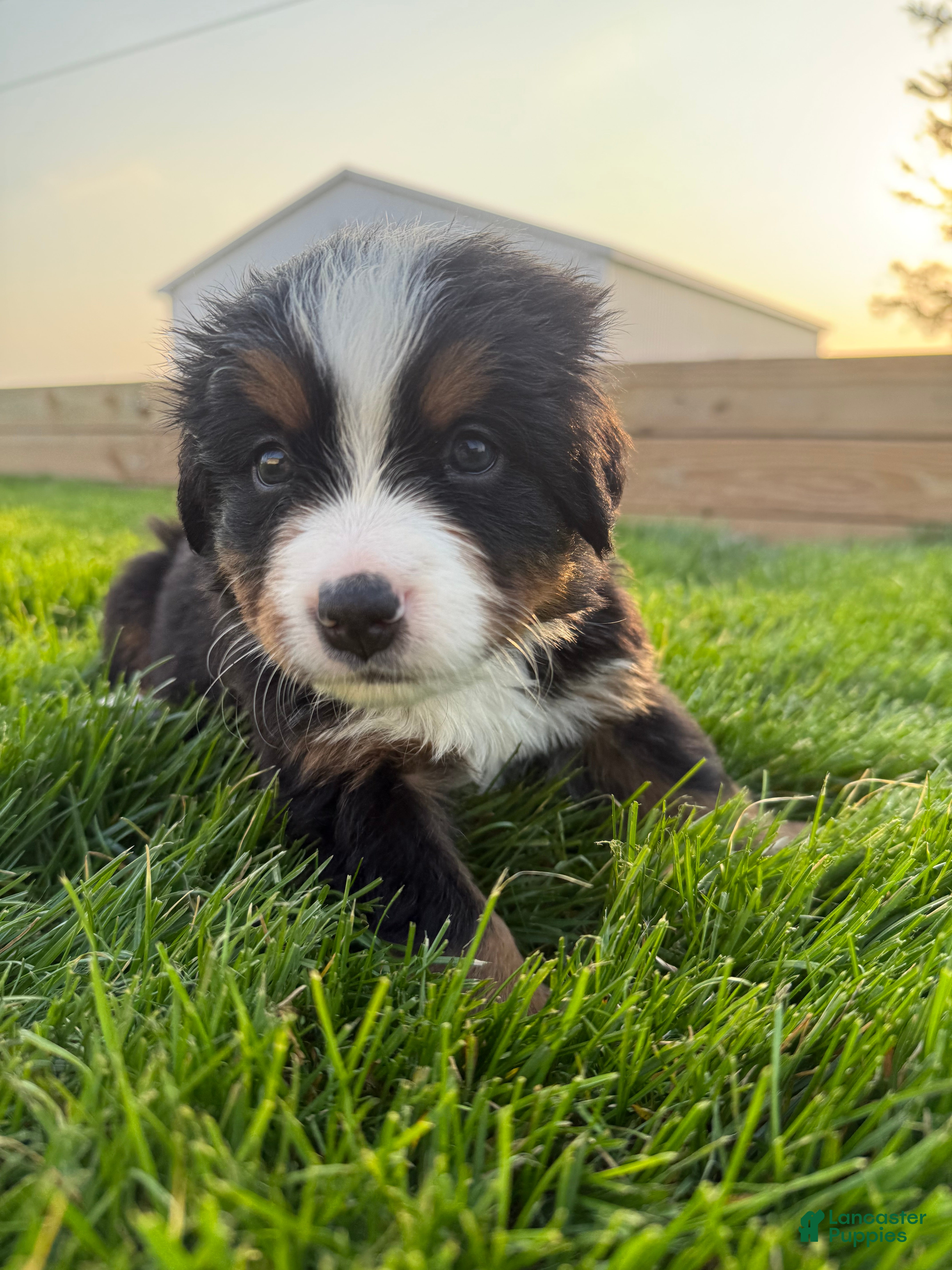 Bernese Mountain Dog dogs Marlin - Ad 22
