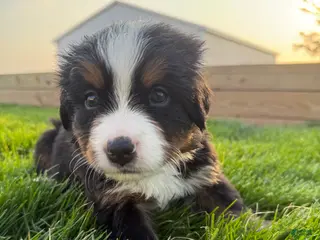 Bernese Mountain Dog dogs Marlin - Ad 22