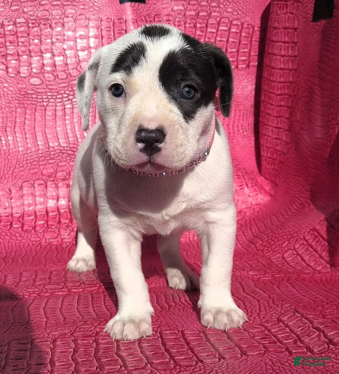 Mixed Breed dogs for sale: "HALLE BERRY"  - Ad 1