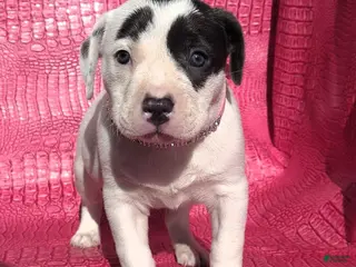 Mixed Breed dogs "HALLE BERRY" - Ad 11