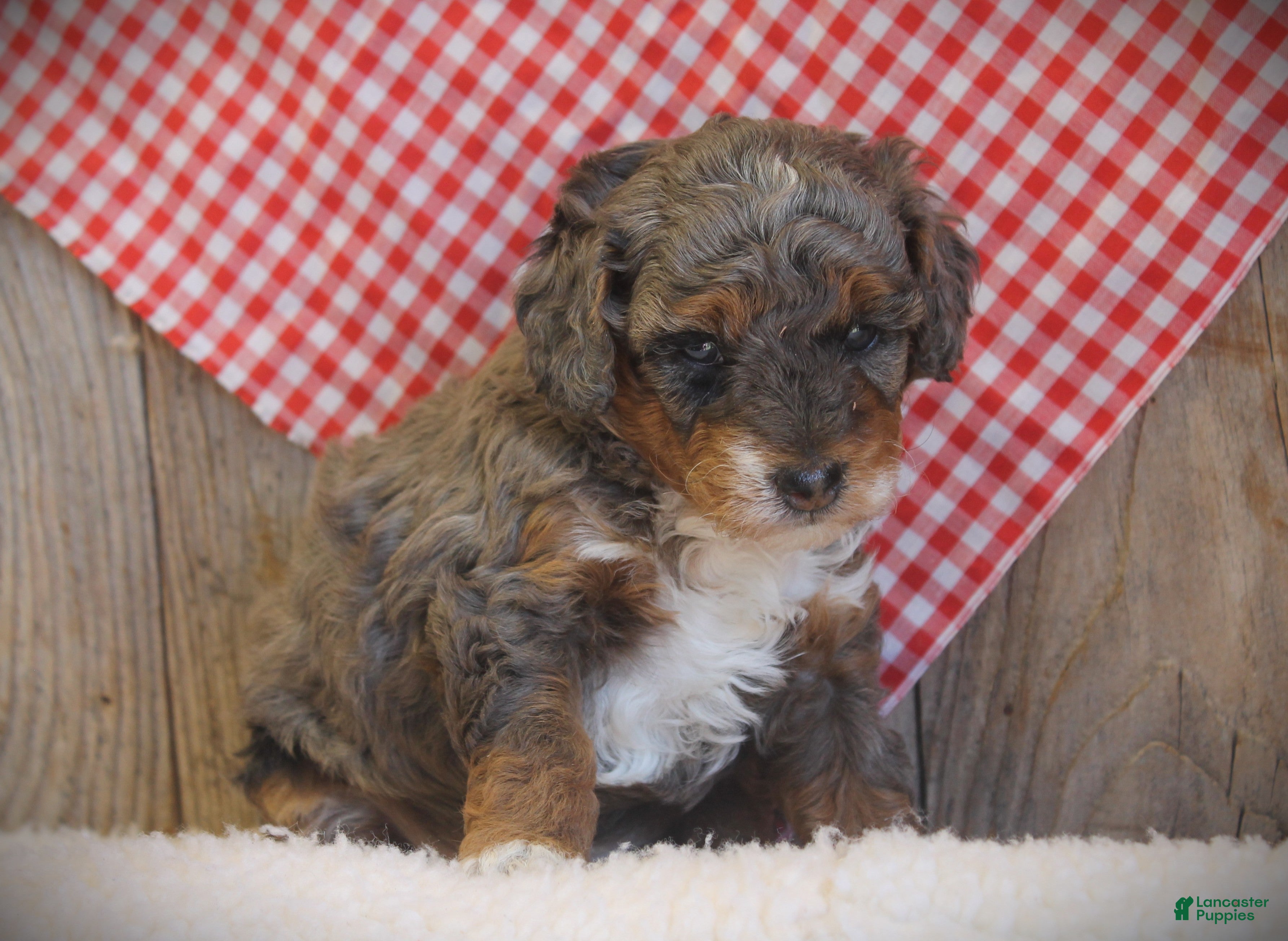 Cavapoo dogs for sale: Annabel - Ad 3