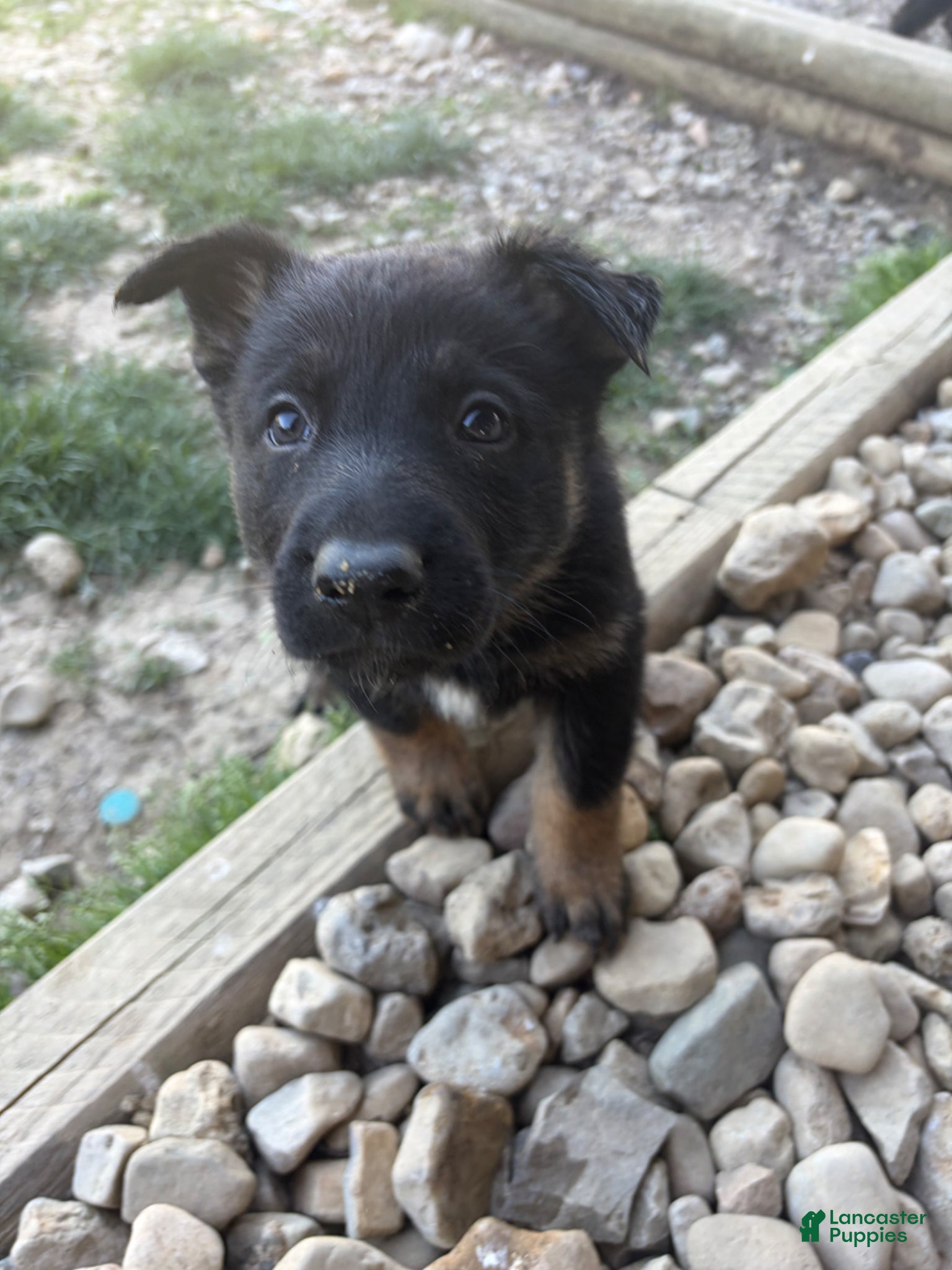 German Shepherd dogs German Shepherd  - Ad 2