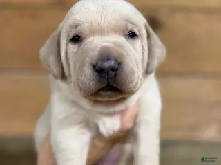 Labrador Retriever dogs Rocco (black nose/yellow/champagne) - Ad 7