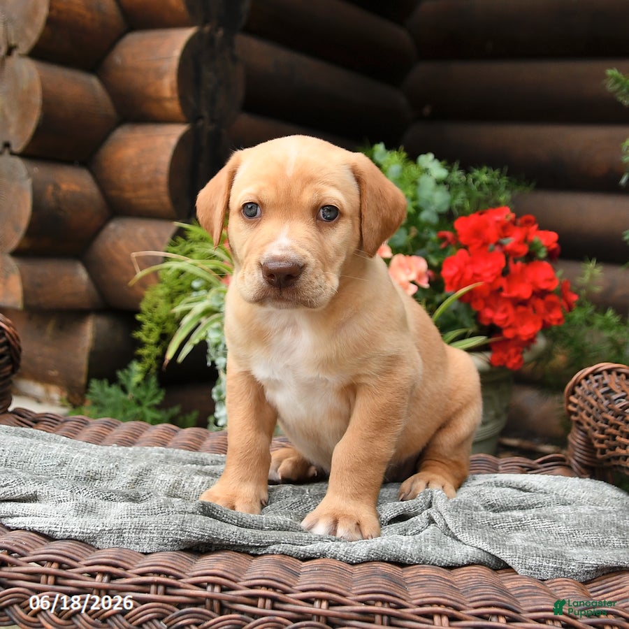 Boxador dogs Blondie - Ad 1