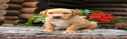Boxador dogs for sale: Blondie - Ad 1