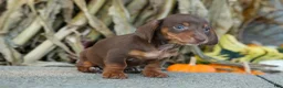 Miniature Dachshund dogs for sale:  Zoey🎀 - Ad 9