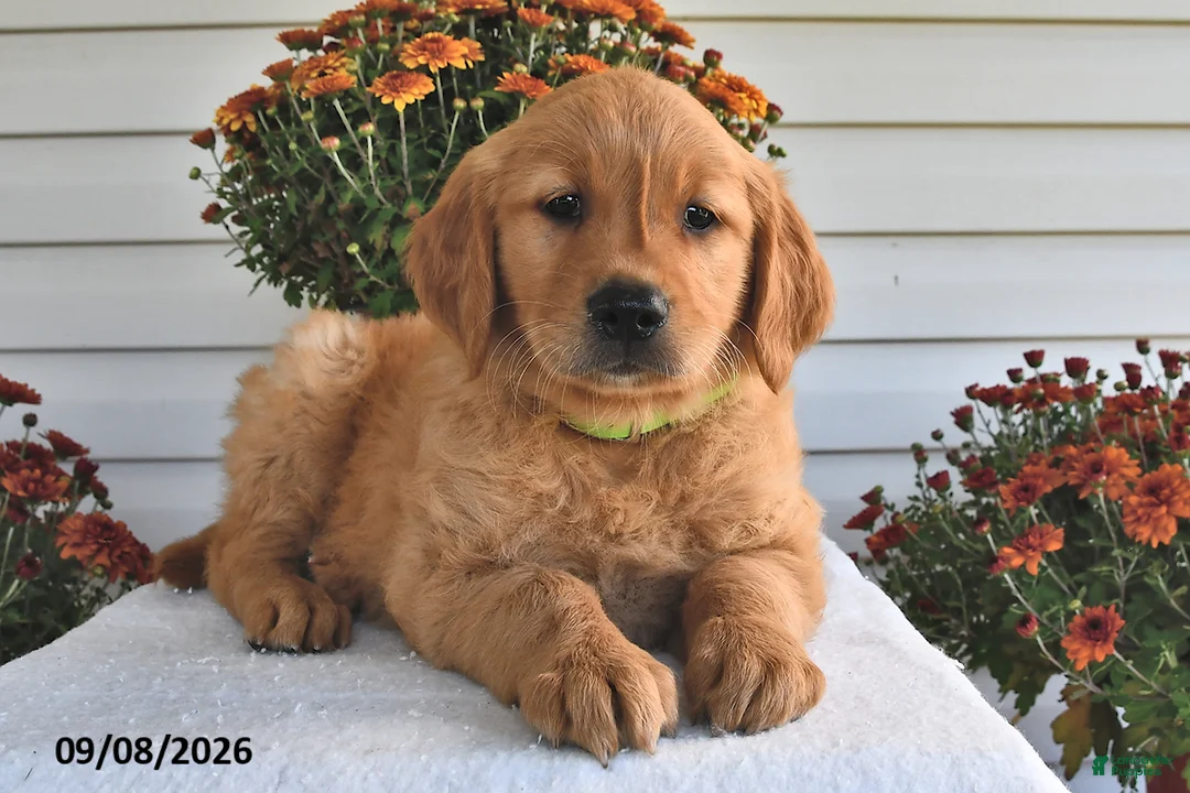 Golden Retriever dogs for sale: Tuffy  - Ad 1
