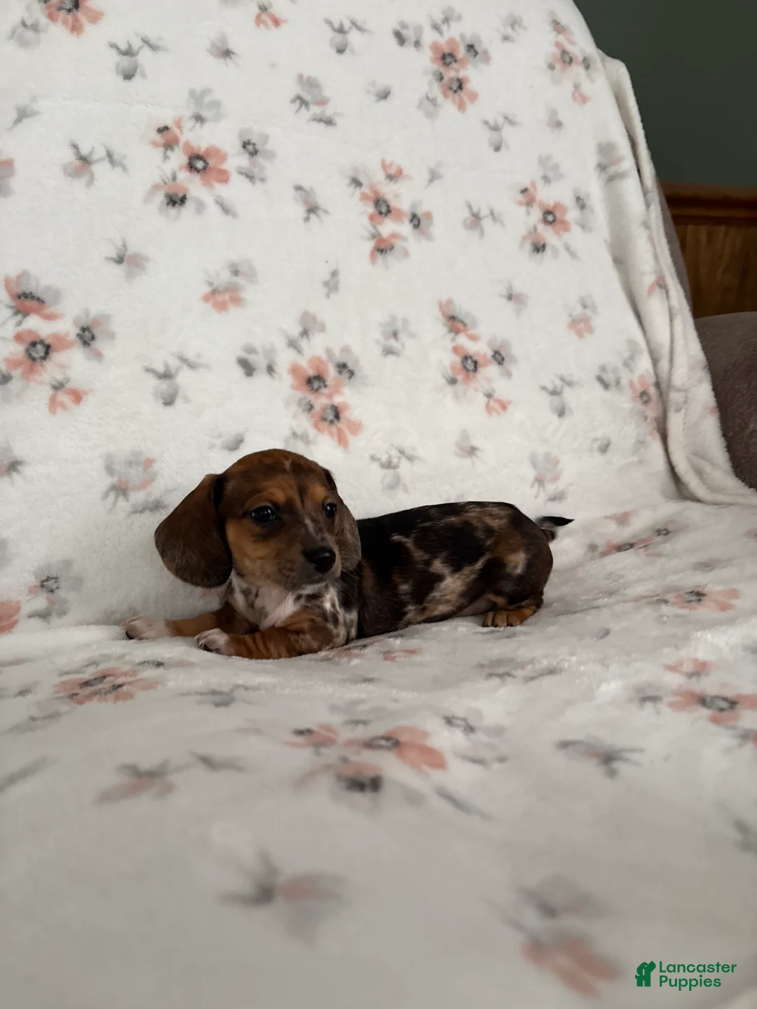 Miniature Dachshund dogs for sale: Miniature Dachshund Puppy 3 - Ad 1