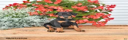 Doberman Pinscher dogs for sale: Bella Mia - Ad 5