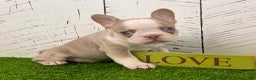 French Bulldog dogs for sale: Buddy - Ad 3