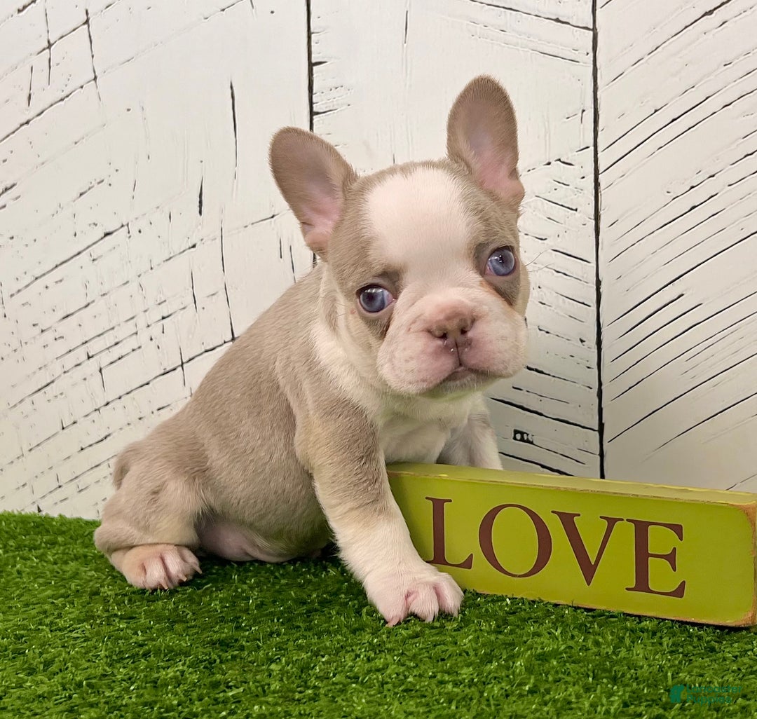 French Bulldog dogs for sale: Buddy - Ad 3