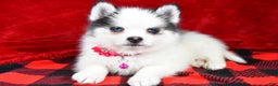 Pomsky dogs for sale: Vada - Ad 1