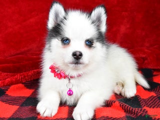 Pomsky dogs Vada - Ad 31