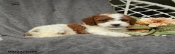 Goldendoodle dogs for sale: Hamlet - Ad 3