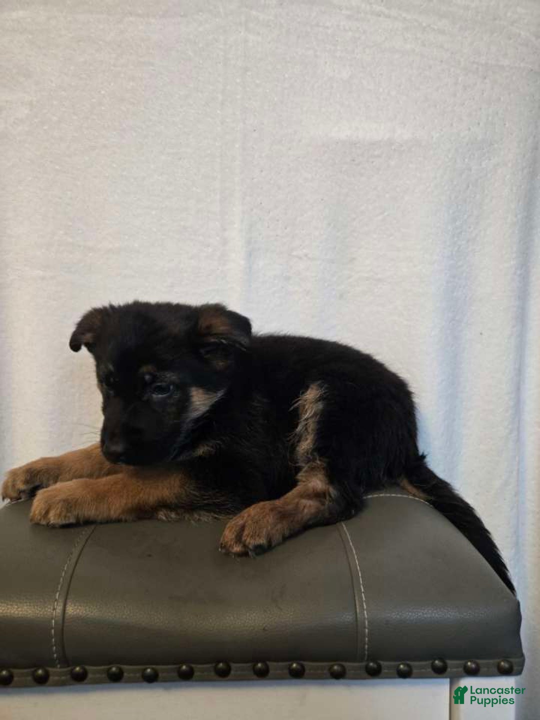 German Shepherd dogs for sale: Hunter  - Ad 3