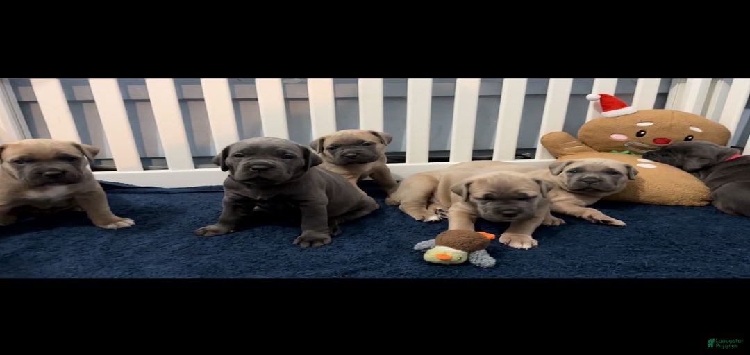 Gallery Image {{count}}