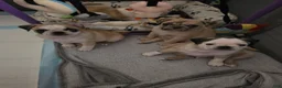 Pug dogs for sale: James - Ad 6