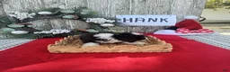 Bernedoodle dogs for sale: Bernedoodle 5 - Ad 4