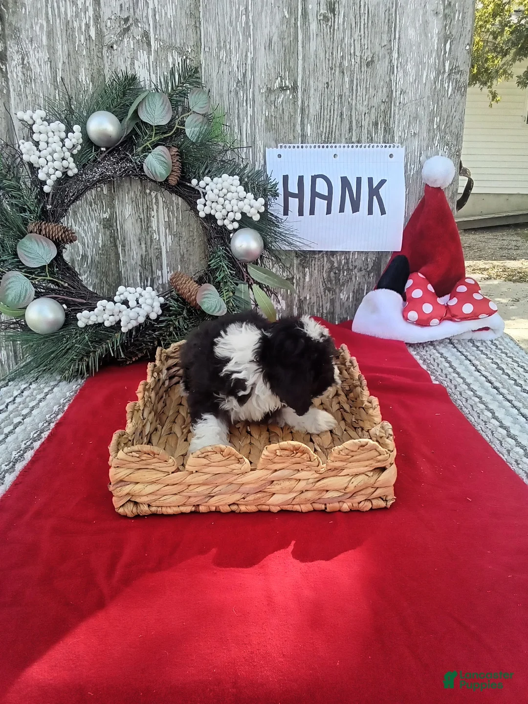 Bernedoodle dogs for sale: Bernedoodle 5 - Ad 4