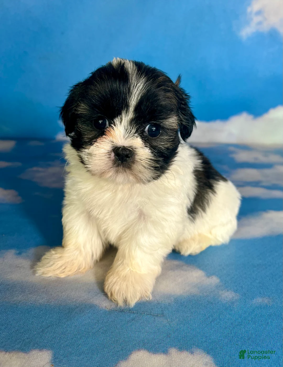 Teddy Bear dogs for sale: Ruby - Ad 5