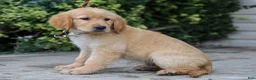 Golden Retriever dogs for sale: Adam ACA Golden Retriever Pup - Ad 5
