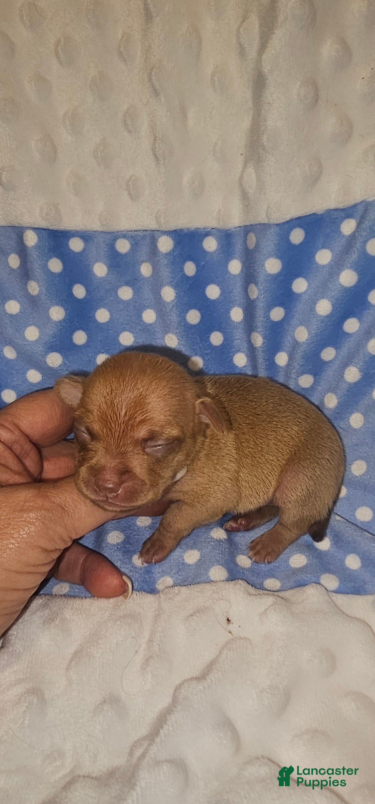 Chihuahua dogs Chihuahua Puppy 3 - Ad 5