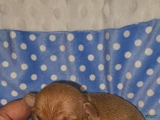 Chihuahua dogs Chihuahua Puppy 3 - Ad 16