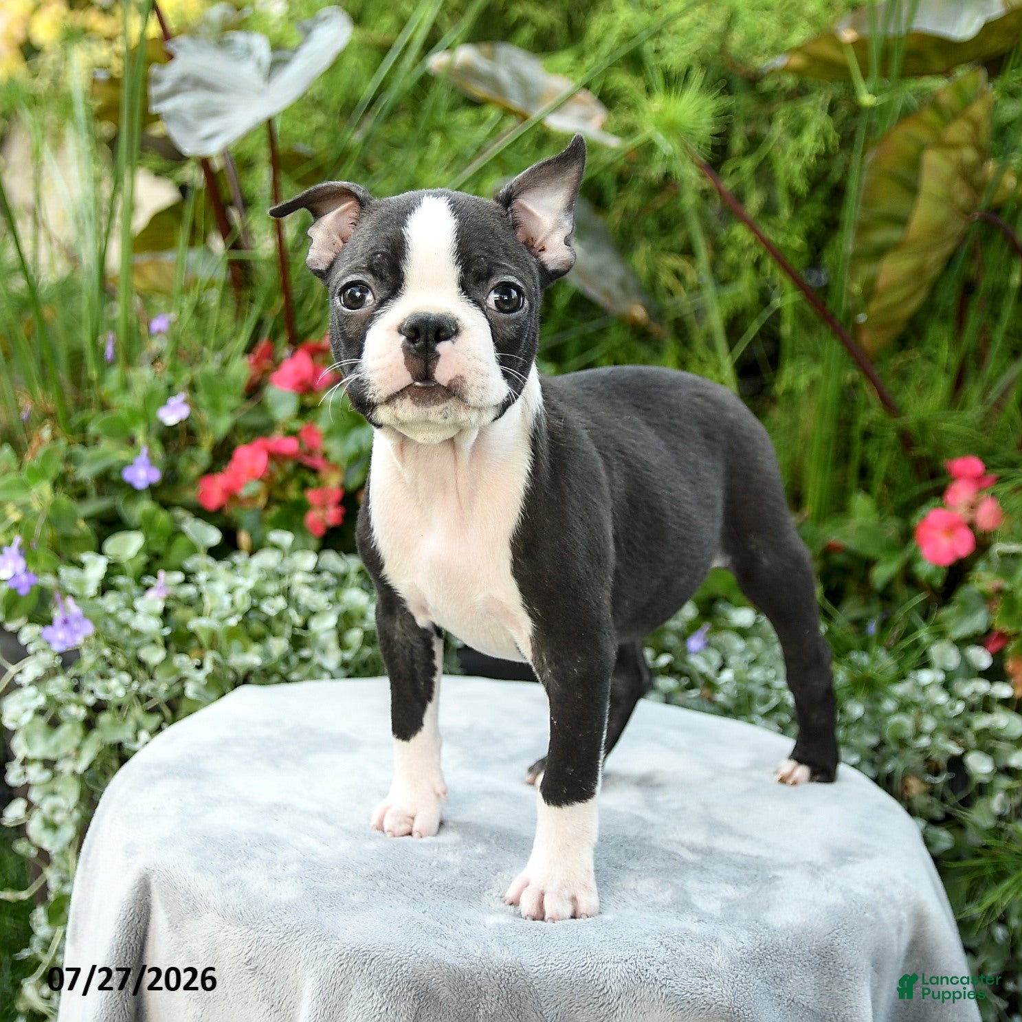 Boston Terrier dogs Barrett - Ad 1
