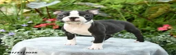 Boston Terrier dogs for sale: Barrett - Ad 1