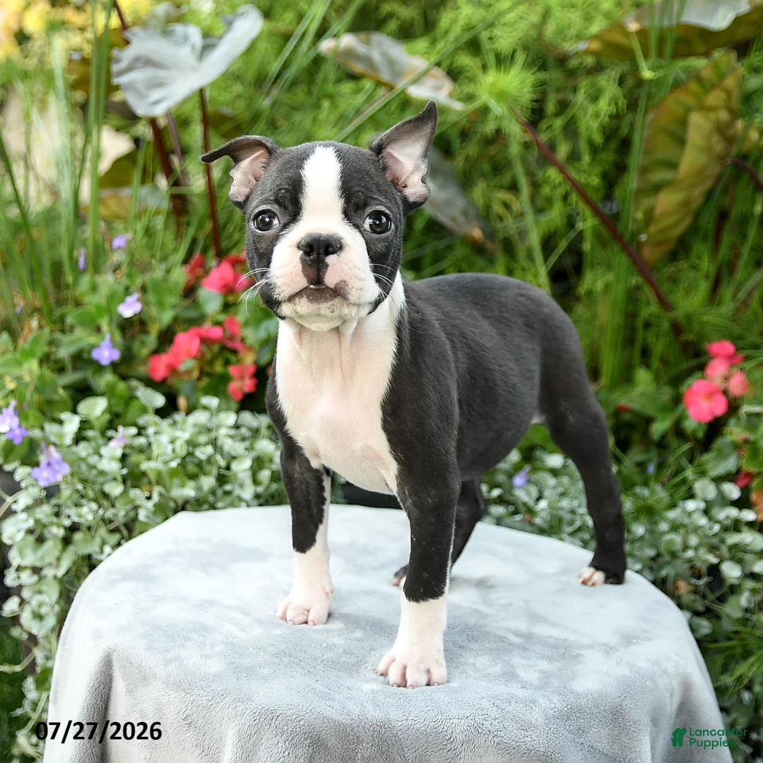 Boston Terrier dogs for sale: Barrett - Ad 1
