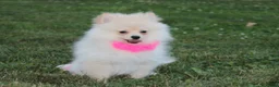 Pomeranian dogs for sale: Ruby - Ad 3