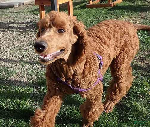 Standard Poodle dogs Azza - Ad 1