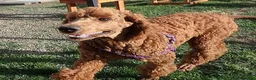 Standard Poodle dogs for sale: Azza - Ad 1