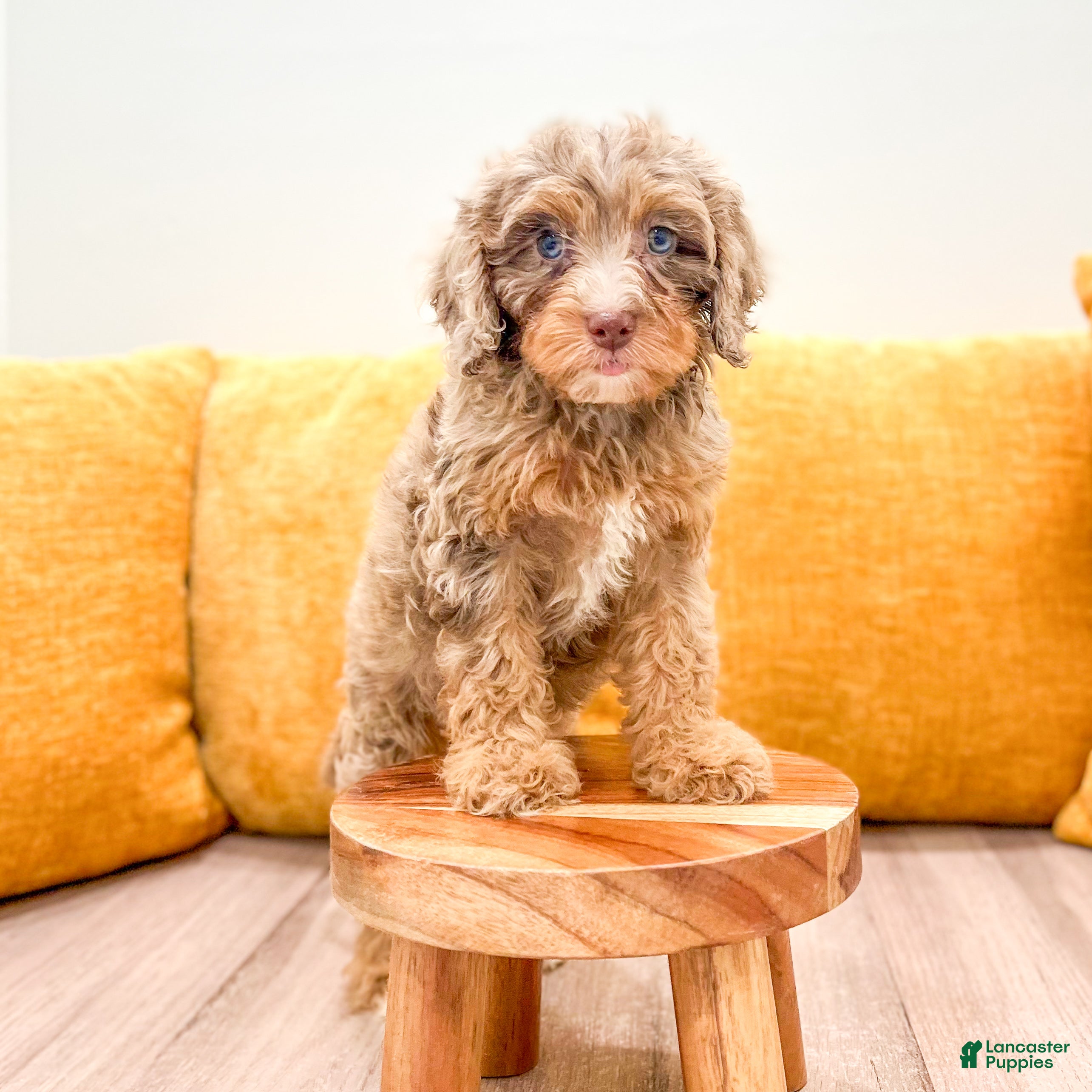 Cavapoo dogs Bitzy - Ad 1