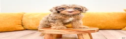 Cavapoo dogs for sale: Bitzy - Ad 3