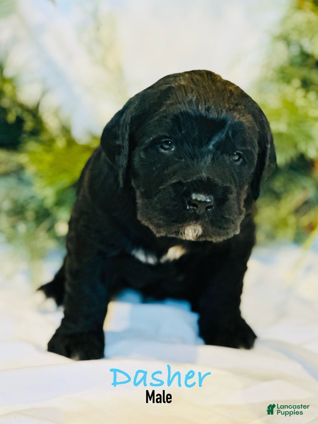 Mixed Breed dogs for sale: Dasher (Golden Mountain Doodle) - Ad 3