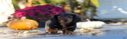 Miniature Dachshund dogs for sale: Frank - Ad 21