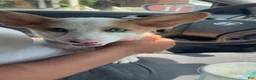American Corgi dogs for sale: Ruby - Ad 2