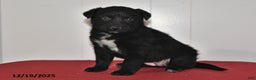 Mixed Breed dogs for sale: Nellie - Ad 2