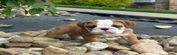 English Bulldog dogs for sale: Lily - Ad 2