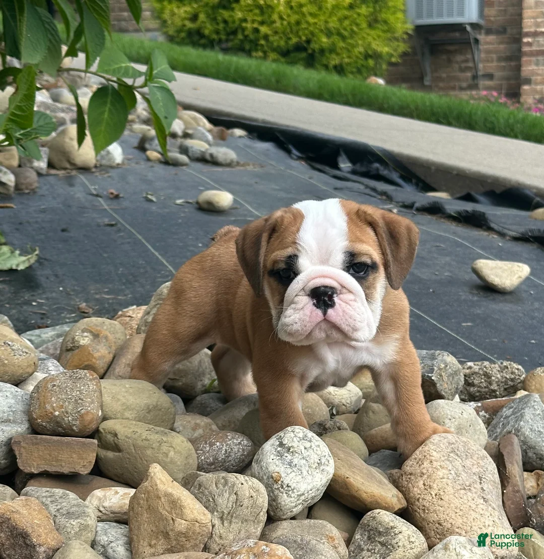English Bulldog dogs for sale: Lily - Ad 2