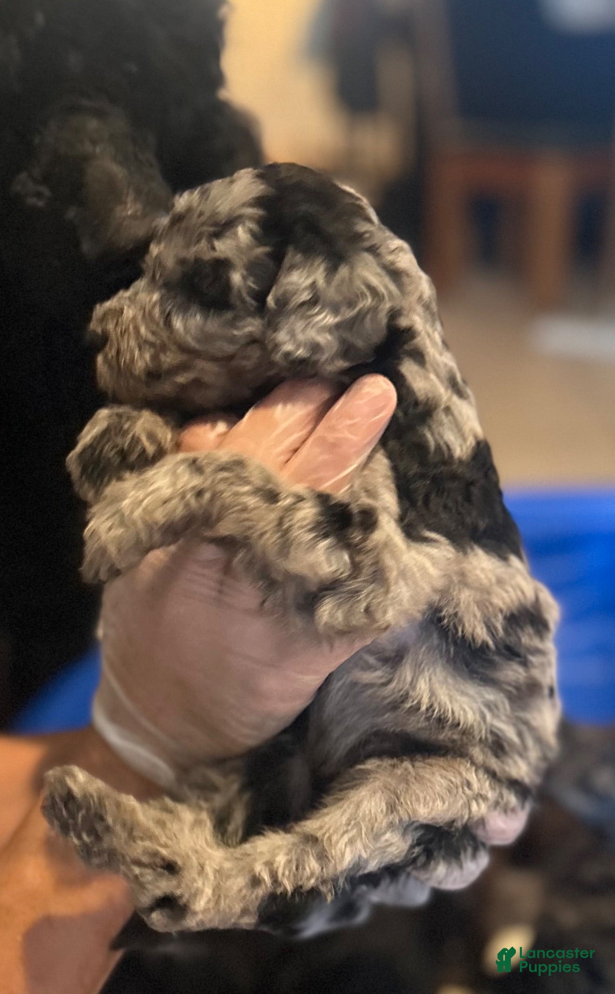 Standard Poodle dogs Standard Poodle 1 - Ad 1